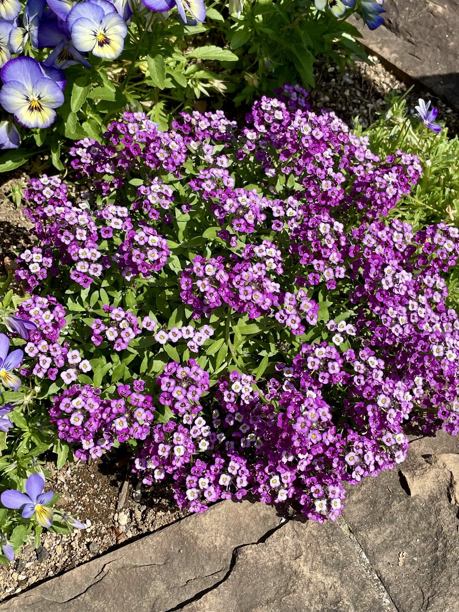 ひげっち tweet media