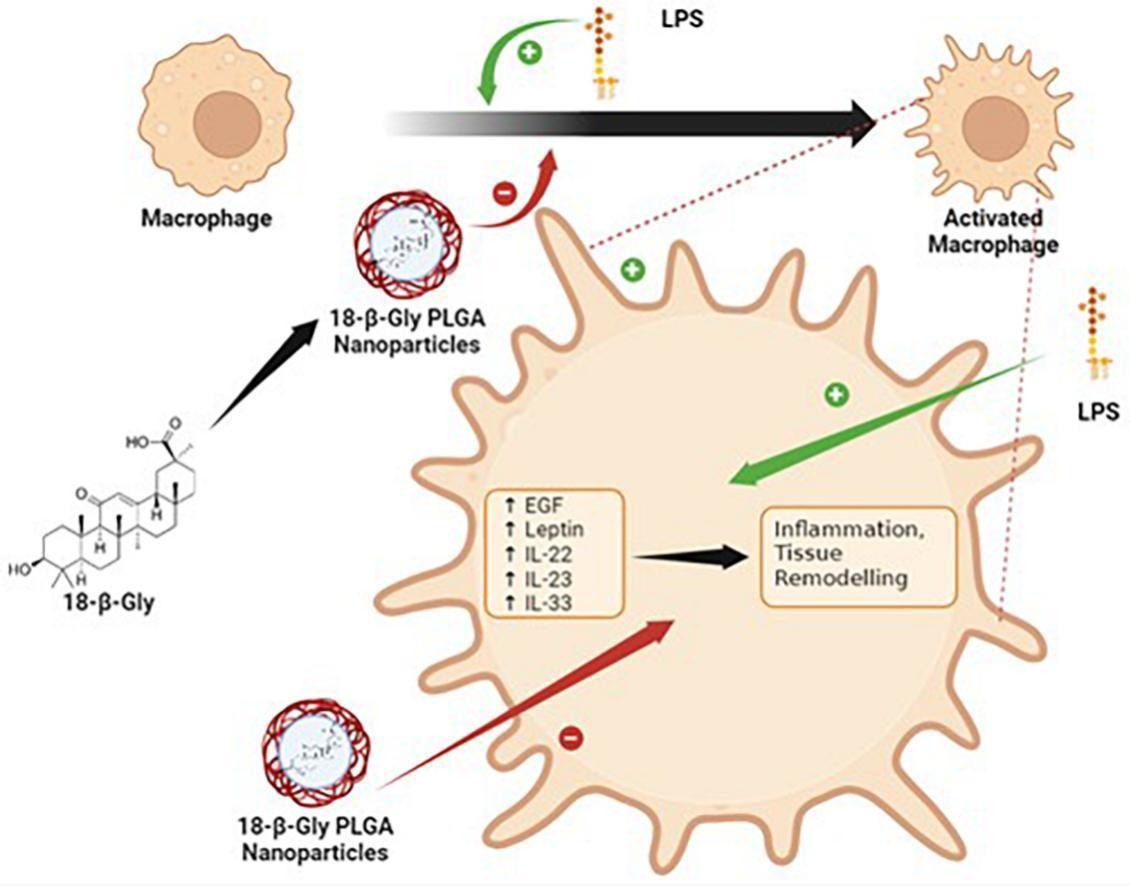 Dinesh_Kumar78's tweet image. doi.org/10.1016/j.tiv.… 
18-β-Glycyrrhetinic-loaded PLGA #nanoparticles downregulate LPS-induced proteins in tissue remodelling #lungdiseases 
#INPST
@Fettinasi @Kam_Dua @DrKeshavRajPau1 @DrStewartYeung @sofiakokkinis @AyehBani @_atanas_ @ScienceCommuni2