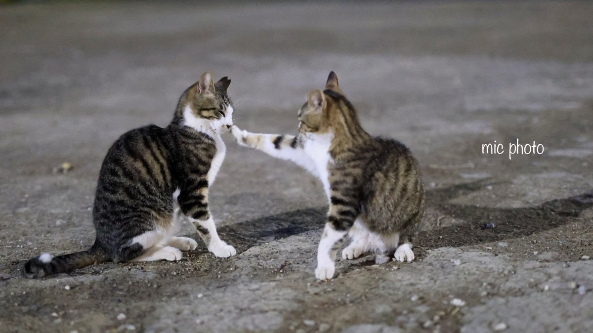 mic19951010's tweet image. 今日のにゃんこ達🐈 2026/4/26
#photography
#ファインダー越しの私の世界
#キリトリセカイ