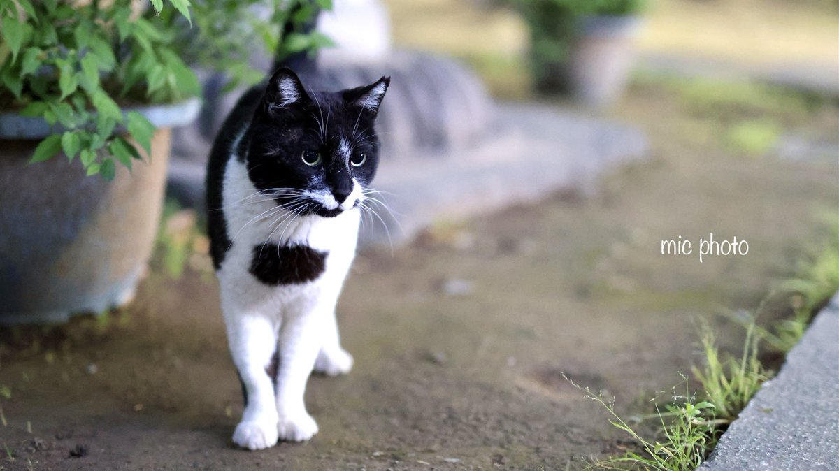 mic19951010's tweet image. 今日のにゃんこ達🐈 2026/4/26
#photography
#ファインダー越しの私の世界
#キリトリセカイ