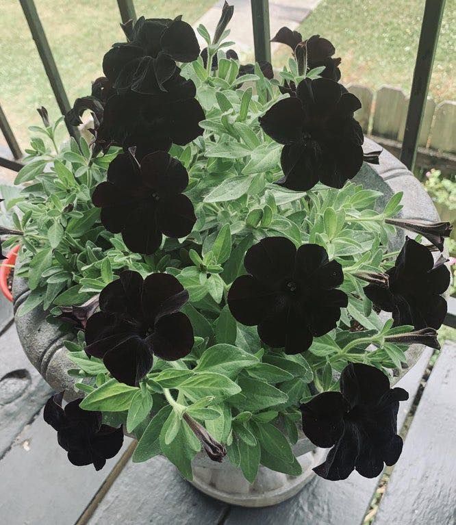 𝑺𝒆𝒗𝒆𝒓𝒖𝒔 tweet media