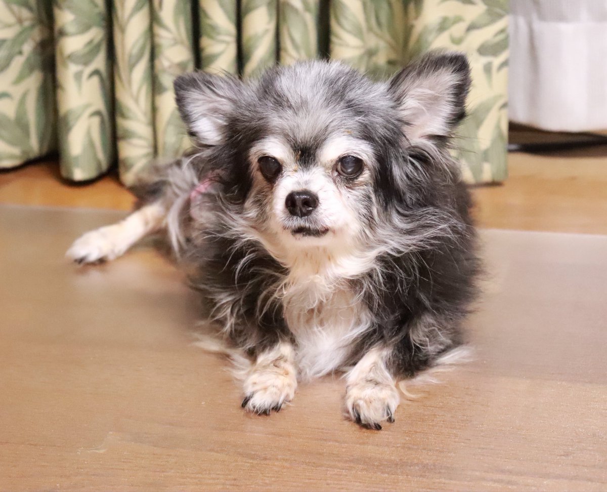 hirover7's tweet photo. 久々にジョジョが夢に出てきました🐶
庭を歩き回ってましたﾄｺﾄｺ(((((*´･ω･)
元気そうでなにより🥹
少し上向きになりました⤴︎︎︎⤴︎︎︎ https://t.co/FFcuBIhng7