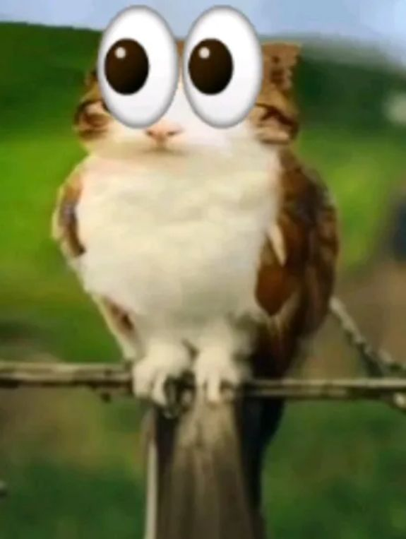 Meowl 🦉 🐱 tweet media