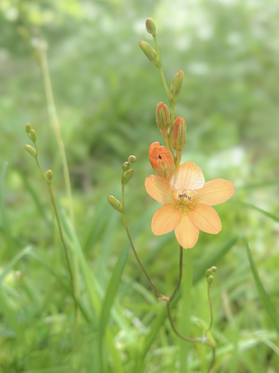 凪花.•.✿ tweet media