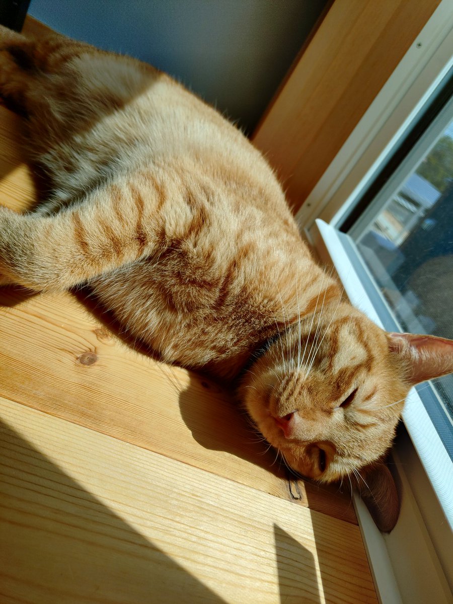 よう🐾🐈‍⬛🐈 tweet media