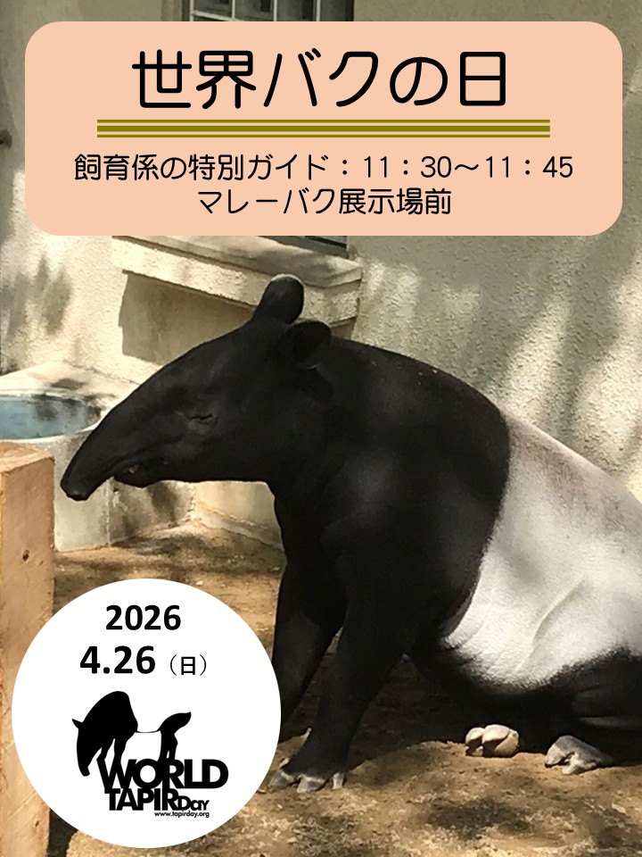 来る4/27は世界バクの日です。そこで本日11：30～マレーバク舎前にて「世界バクの日～バクについて知ろう～」を開催いたします。世界のバクたちが野生でおかれている現状やその生態について飼育係が解説いたします。ぜひお越しください！#zoo #asazo #マレーバク #世界バクの日
