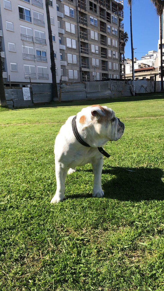 jacknifee's tweet photo. Foto uno y dos de hace unos meses, tres, cuatro recién 
Corten el pasto @montevideoIM voy a perder al perro https://t.co/OVUVQjx4wj