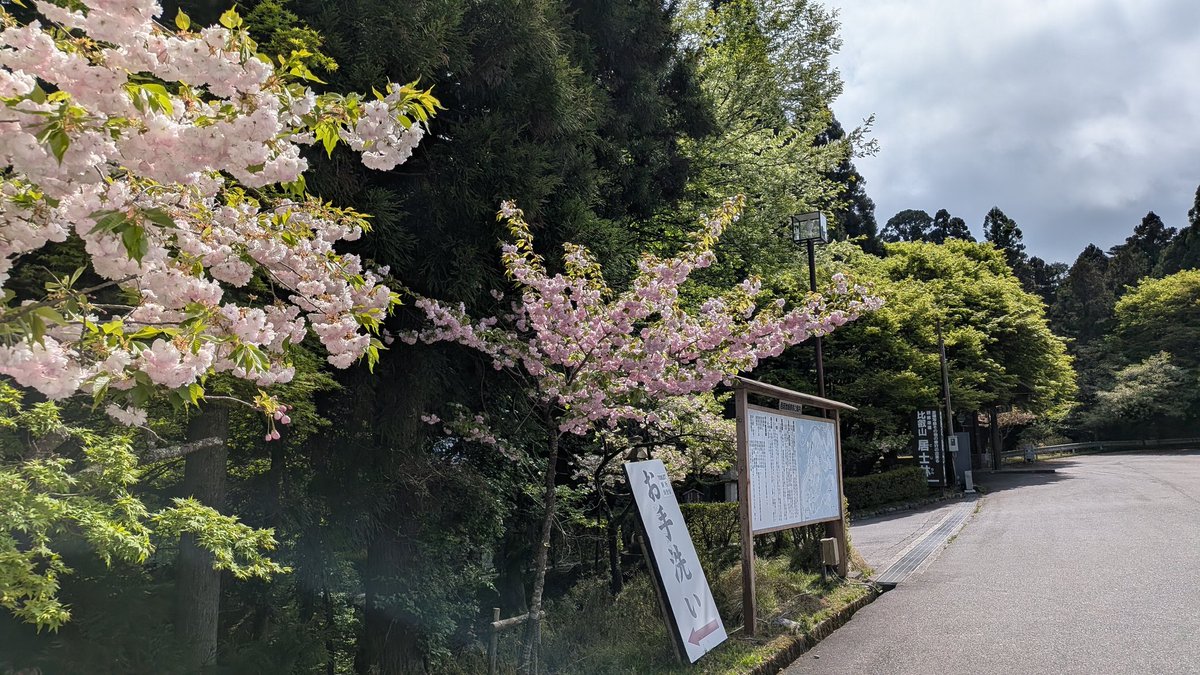 okuhiei's tweet photo. ピークは過ぎましたが、2026年4月26日9時30分頃の西塔駐車場の桜の様子です。 https://t.co/E2fTGAAKV7