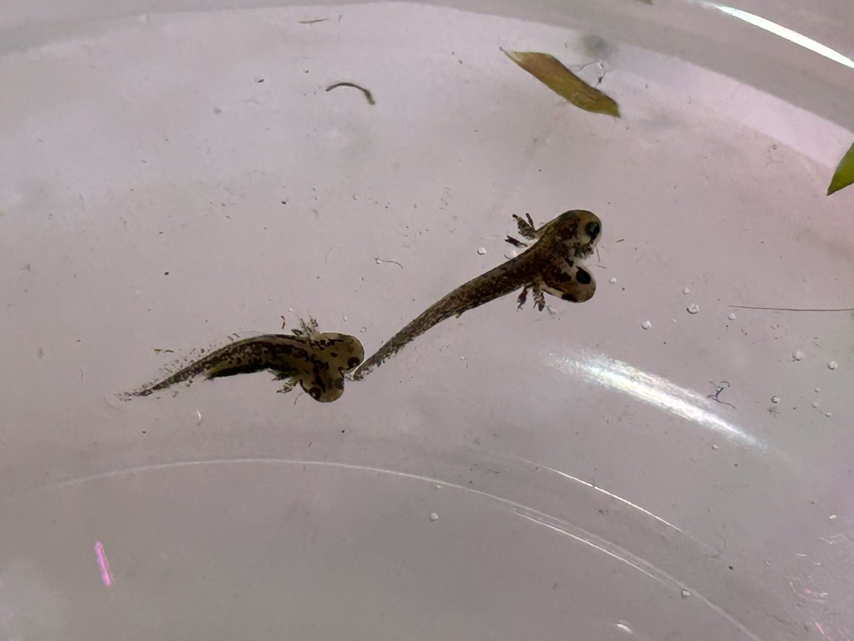 イモガニ（´-`）根腐れの王🍁 tweet media