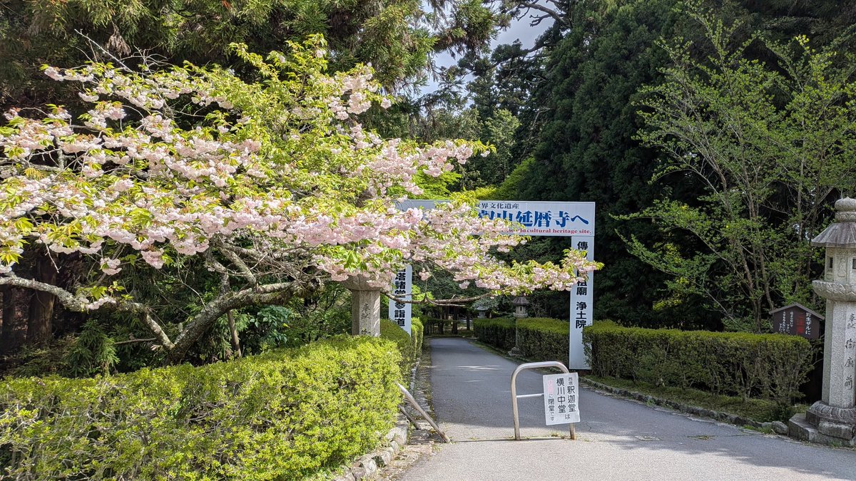 okuhiei's tweet photo. ピークは過ぎましたが、2026年4月26日9時30分頃の西塔駐車場の桜の様子です。 https://t.co/E2fTGAAKV7