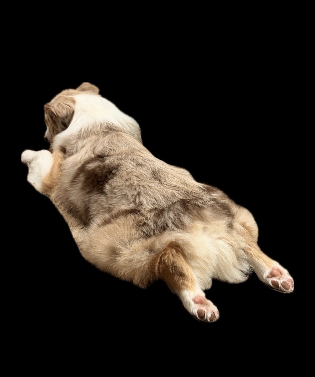 ryubi_music's tweet photo. 今日も1日頑張りましょう🐶
ルディ君、座り方独特。。。
#Australianshepherd
#宮世家の日常 https://t.co/n9hzUKb7GP