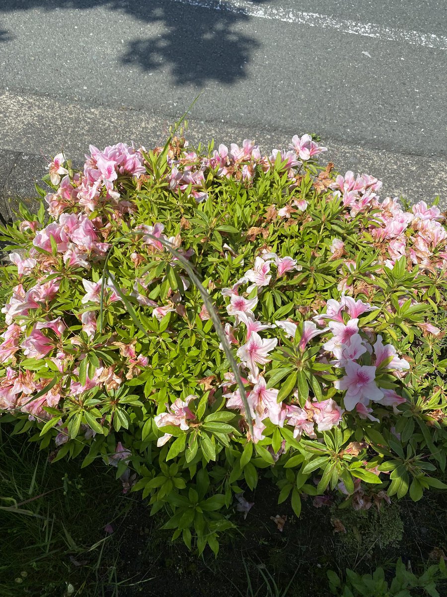 きゃべつたろう🥬＠清月 tweet media