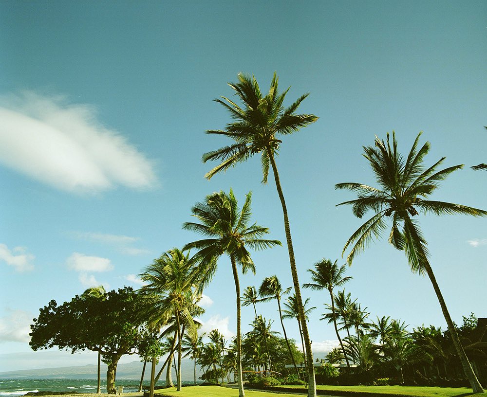 inao_toshiaki's tweet image. WAIKIKI PHOTOGRAPH
big island hawaii, pentax 67

#hawaii #bigisland #pentax67 #filmphotography #waikiki_inc_photograph