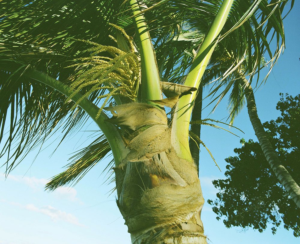 inao_toshiaki's tweet image. WAIKIKI PHOTOGRAPH
big island hawaii, pentax 67

#hawaii #bigisland #pentax67 #filmphotography #waikiki_inc_photograph