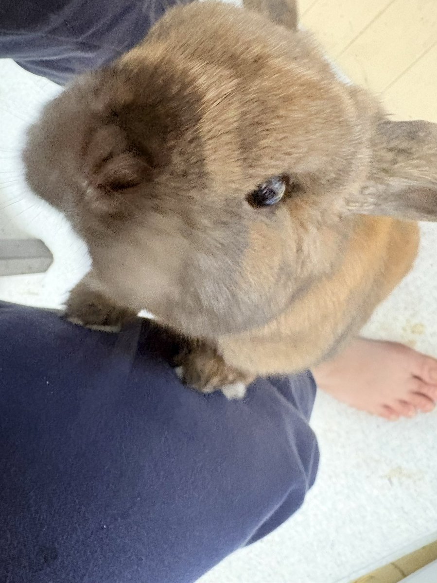 うさぎのポパイ tweet media