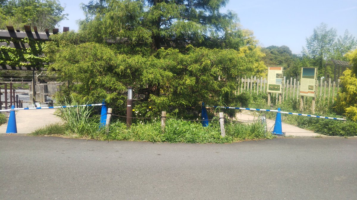 しましまちーたん tweet media