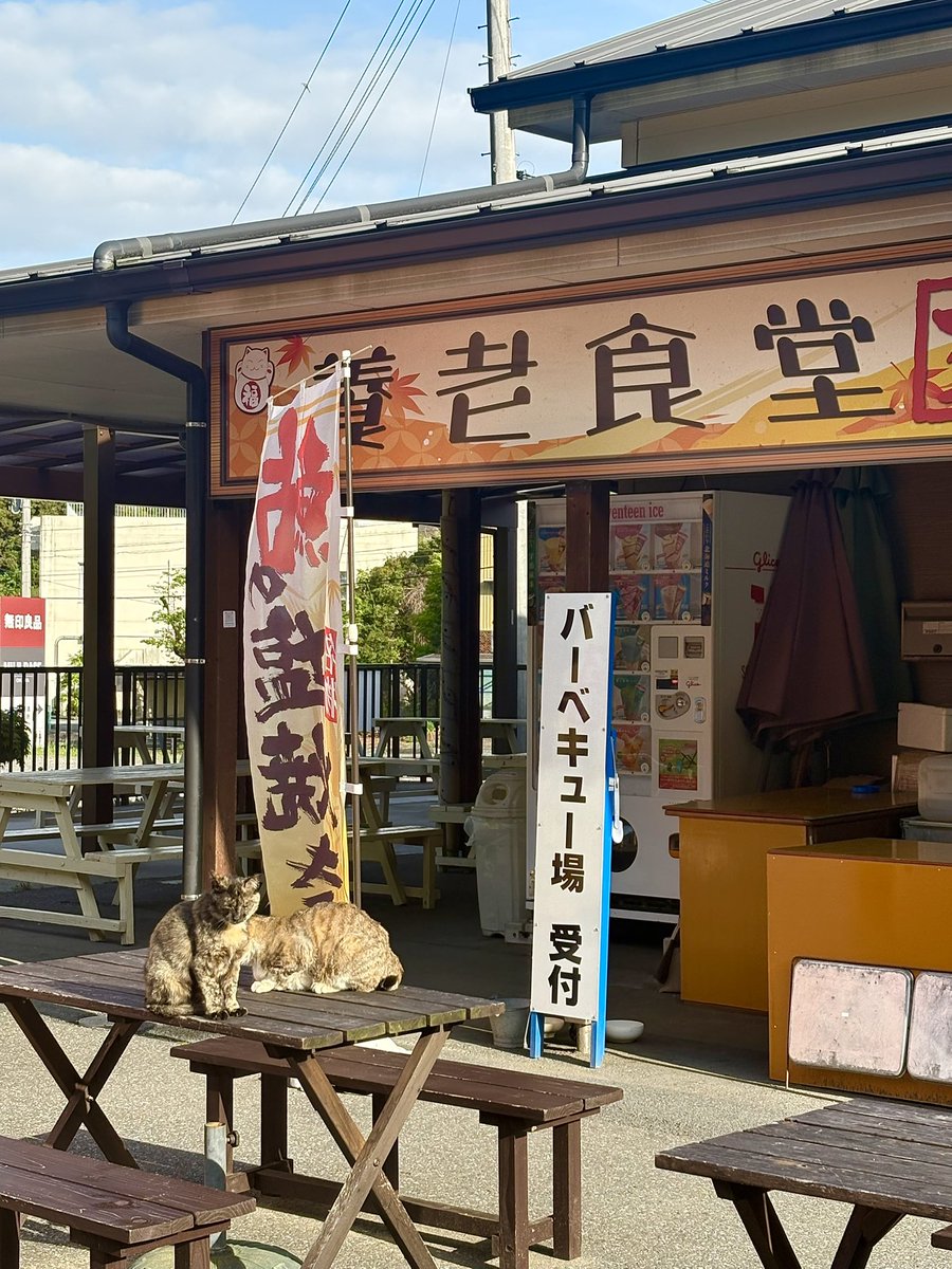 k_editionshadow's tweet photo. 早朝に目覚めたので朝活ドライブで千葉まで。にゃんこにゃんこ。 https://t.co/DLg0heji43