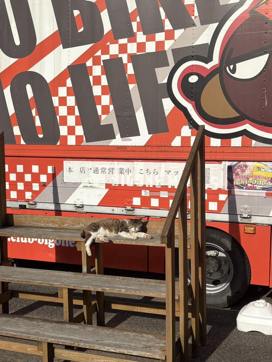k_editionshadow's tweet photo. 早朝に目覚めたので朝活ドライブで千葉まで。にゃんこにゃんこ。 https://t.co/DLg0heji43