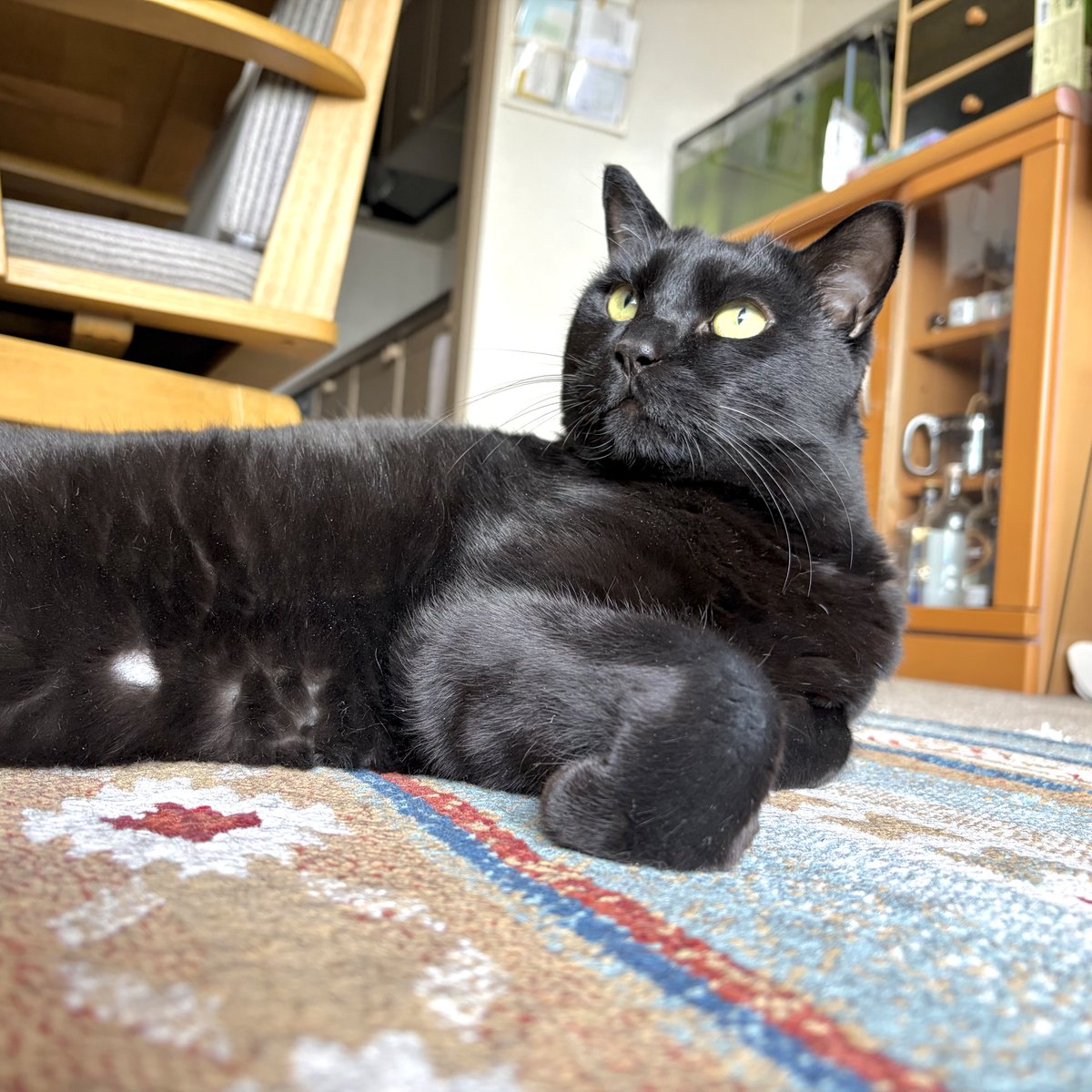 noco20260426

#ノコフォト #黒猫 #blackcat