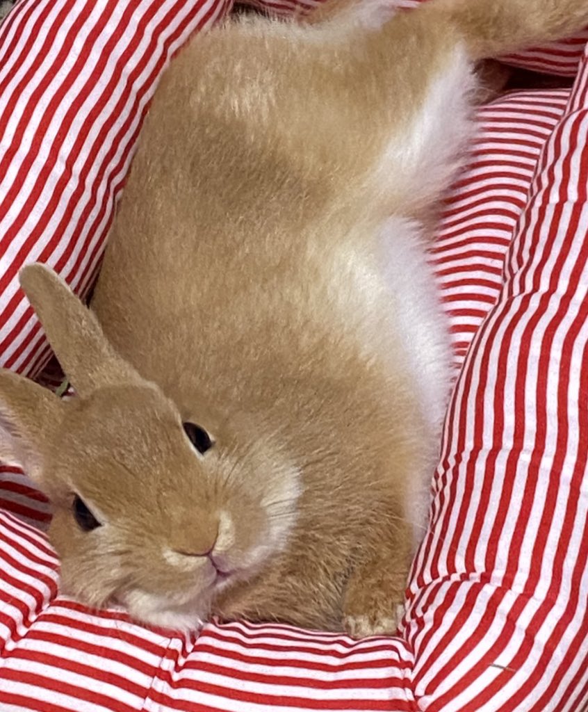 なべし tweet media