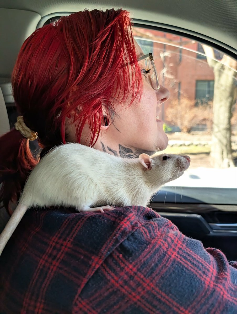 a bunch of rats✨ tweet media