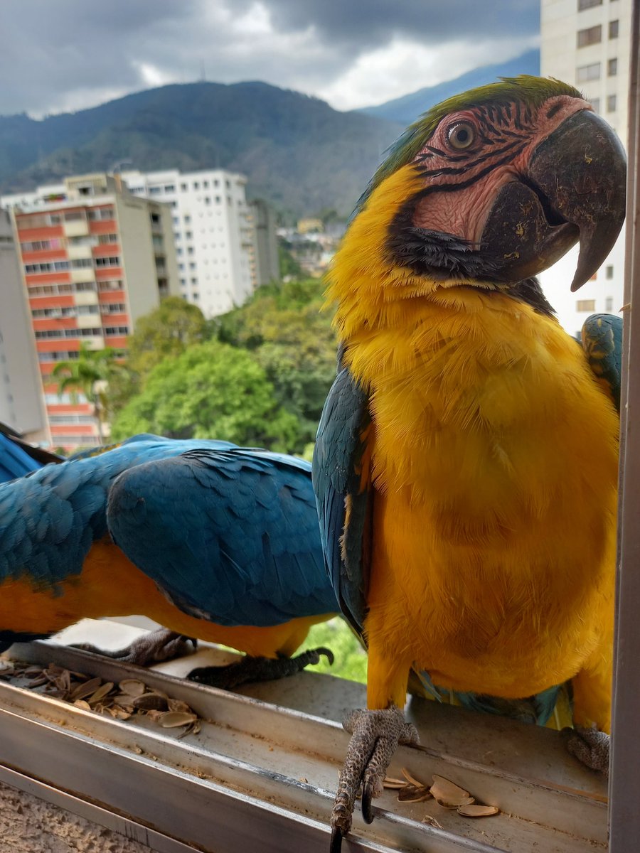 karelisjvc's tweet image. 📸
1: Apolo
2: la bebé

🪶Se van y me quedo con esa bebé, se suman
🦜Repite: pareja
🦜Bebés trillizas-📸 3y4: dos de ellas

⤵️ 8/13

#guacamaya #macaw #photo #babymacaw #cute #love #photographyisart #fotos #pictures #style #photography