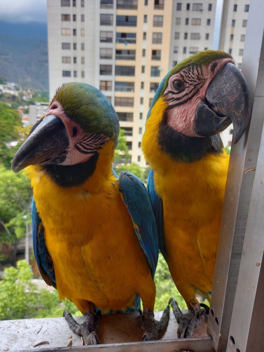 karelisjvc's tweet image. 📸
1: Apolo
2: la bebé

🪶Se van y me quedo con esa bebé, se suman
🦜Repite: pareja
🦜Bebés trillizas-📸 3y4: dos de ellas

⤵️ 8/13

#guacamaya #macaw #photo #babymacaw #cute #love #photographyisart #fotos #pictures #style #photography