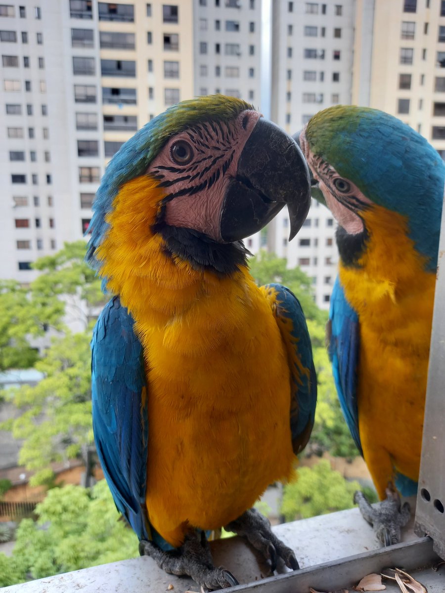 karelisjvc's tweet image. 📸
1: Apolo
2: la bebé

🪶Se van y me quedo con esa bebé, se suman
🦜Repite: pareja
🦜Bebés trillizas-📸 3y4: dos de ellas

⤵️ 8/13

#guacamaya #macaw #photo #babymacaw #cute #love #photographyisart #fotos #pictures #style #photography