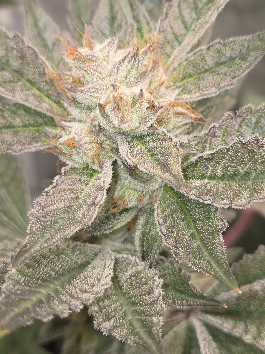 pter13's tweet photo. Almost harvest day! https://t.co/ppDCRnTAzP