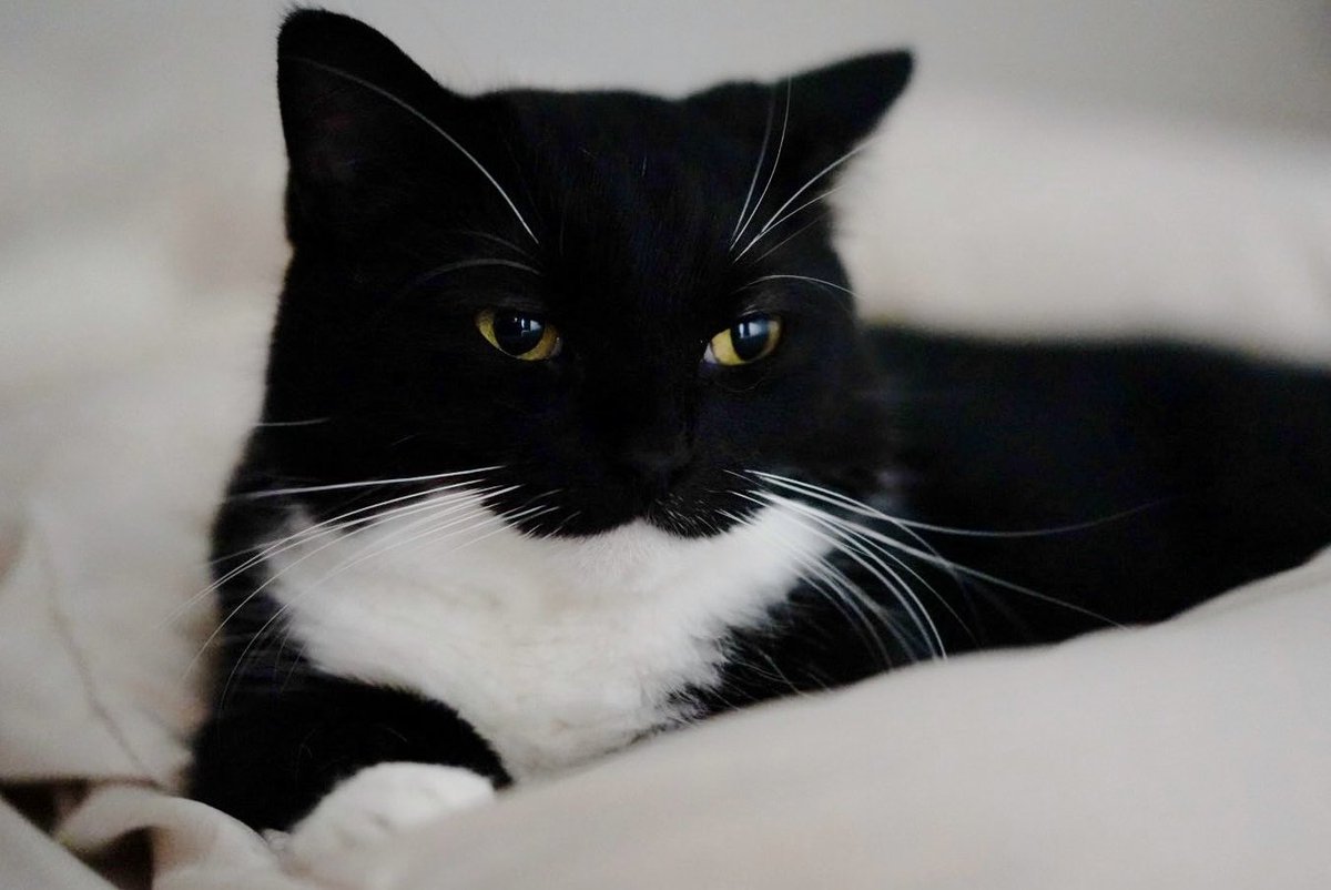 I'm Uni :3 tweet media