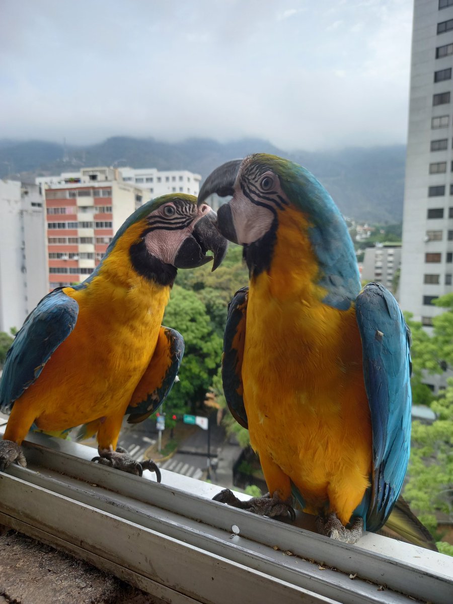 karelisjvc's tweet image. 🌲🦜Relato Guaquis🦜🌲
Sáb, 25 de abr.🎬

📢 Hoy: 🥳Entre familia plumosa, otras cuantas bellezas y mis 2 amores ¡Pitufo! Y ¡Piolín! 🥰♥️

🌻La mañana:

🪶Algo movida las horas matutinas🥳
🦜Pareja-jóvenes-Jackson-me falta el nombre para la guaqui🤭

⤵️ 1/13

#macaw #photo #love