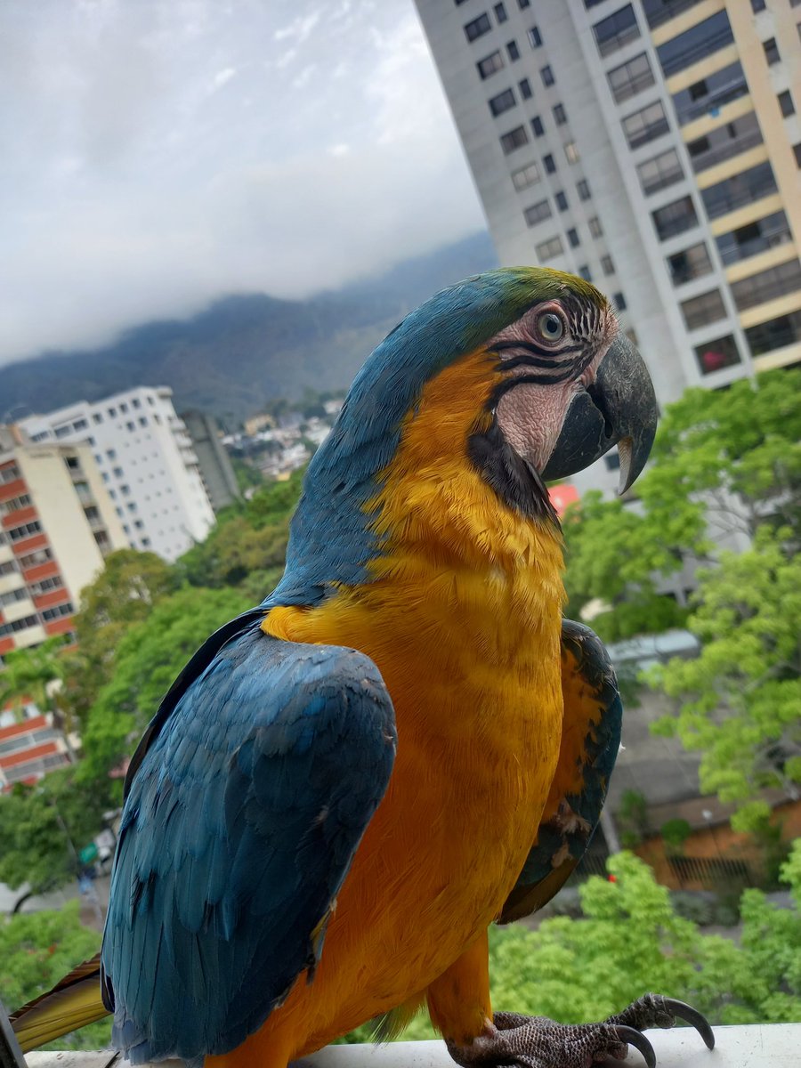karelisjvc's tweet image. 🌲🦜Relato Guaquis🦜🌲
Sáb, 25 de abr.🎬

📢 Hoy: 🥳Entre familia plumosa, otras cuantas bellezas y mis 2 amores ¡Pitufo! Y ¡Piolín! 🥰♥️

🌻La mañana:

🪶Algo movida las horas matutinas🥳
🦜Pareja-jóvenes-Jackson-me falta el nombre para la guaqui🤭

⤵️ 1/13

#macaw #photo #love