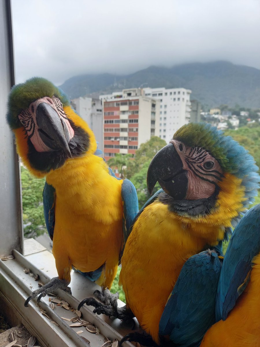 karelisjvc's tweet image. 🪶Pausa y...
🦜Otra pareja-📸 1

🪶Al instante van apareciendo+😅
🦜Familia Simpson (5)
🦜2bebés
🦜Goofy

🪶Y con ese grupo, intenta🥳🥰
🦜Pitufo-1era visita

📸
2y3: Homero y sus bebés

🪶Homero quería trifulca con Pitufo😅

⤵️ 2/13

#macaw #video #photo #love #photographyisart