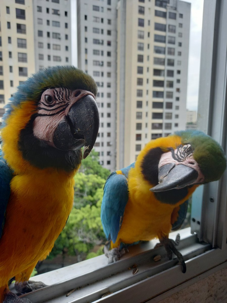 karelisjvc's tweet image. 🪶En esta parte...

📸
1y2: Pitufo-1era visita-pobrecito no pudo quedarse con el grupo 😅
3: Bebé (izq) y Goofy
4: Goofy

⤵️ 3/13

#guacamaya #macaw #photo #photography #fotos #love #photographyisart #animalLovers #pictures #fotos #cute #style