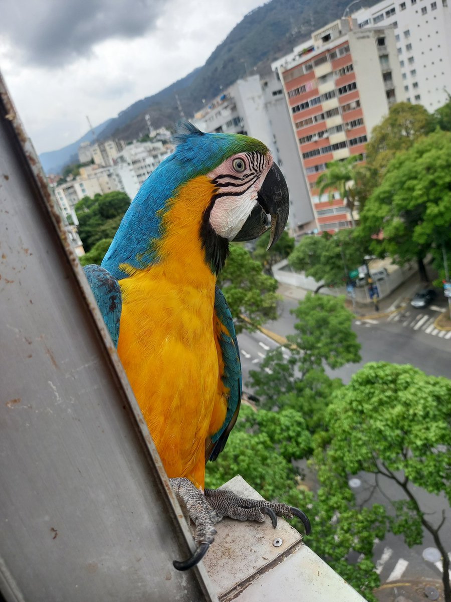 karelisjvc's tweet image. 🌻La tarde:

🪶Iniciando con mi otro amorcito, el consentido♥️
🦜Piolín

🪶Al instante, su pareja🥳
🦜Margarita-📸 1

📸 2: Piolín-1er plano

⤵️ 6/13

#macaw #guacamaya #photo #photography #photographyisart #fotos #video #animalLovers #style #pics #landscape #amor