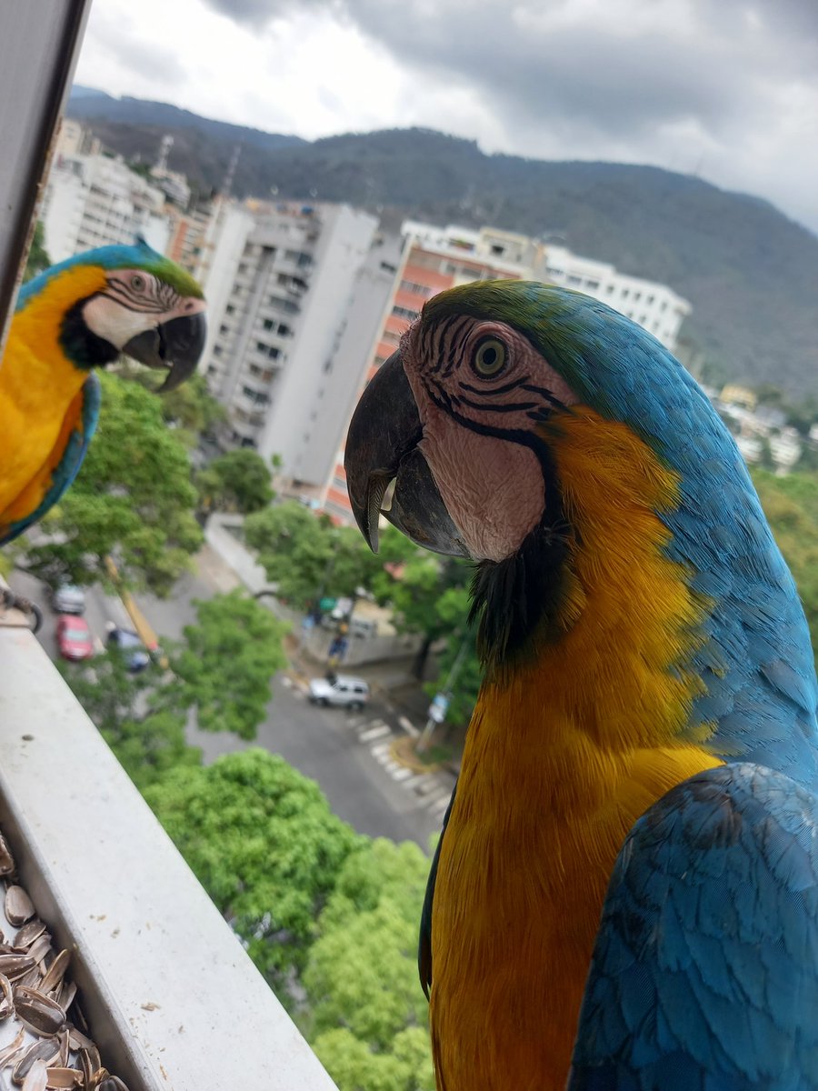 karelisjvc's tweet image. 🌻La tarde:

🪶Iniciando con mi otro amorcito, el consentido♥️
🦜Piolín

🪶Al instante, su pareja🥳
🦜Margarita-📸 1

📸 2: Piolín-1er plano

⤵️ 6/13

#macaw #guacamaya #photo #photography #photographyisart #fotos #video #animalLovers #style #pics #landscape #amor