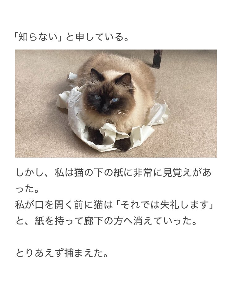 【猫のいる部屋に置くものに注意が必要な理由】

少し目を離した隙に起こりました。
そばにいても席を外す際は注意が必要でした。