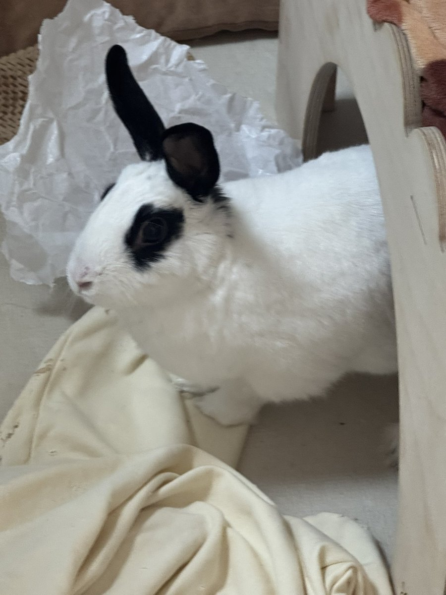 왁왁 tweet media