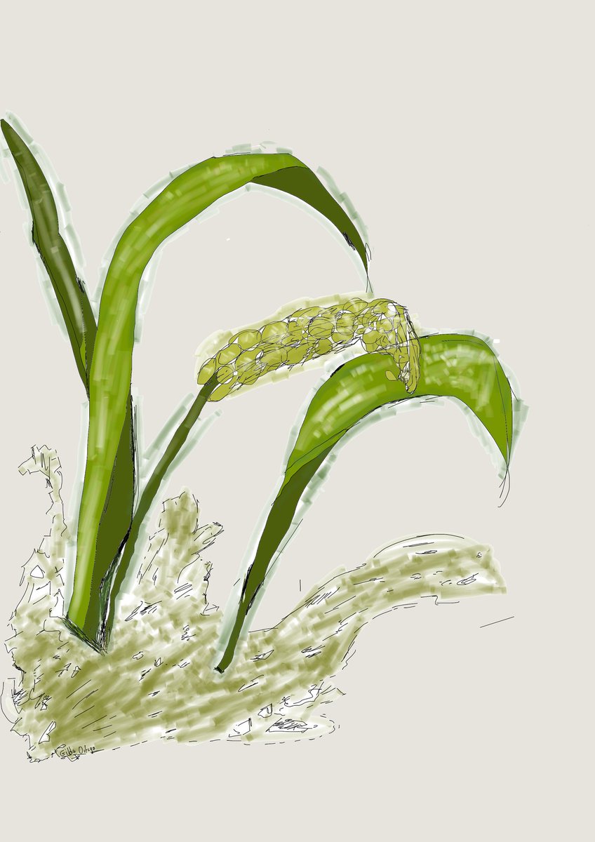 BEAT955576's tweet photo. Intento dibujar jajajajajaj lo intento 

#Draw #drawingsㅤㅤ #dibujo #Anime #Plant https://t.co/n86ajewOix