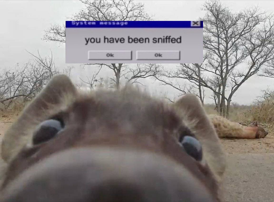 Ryker🐾🔜FWA tweet media