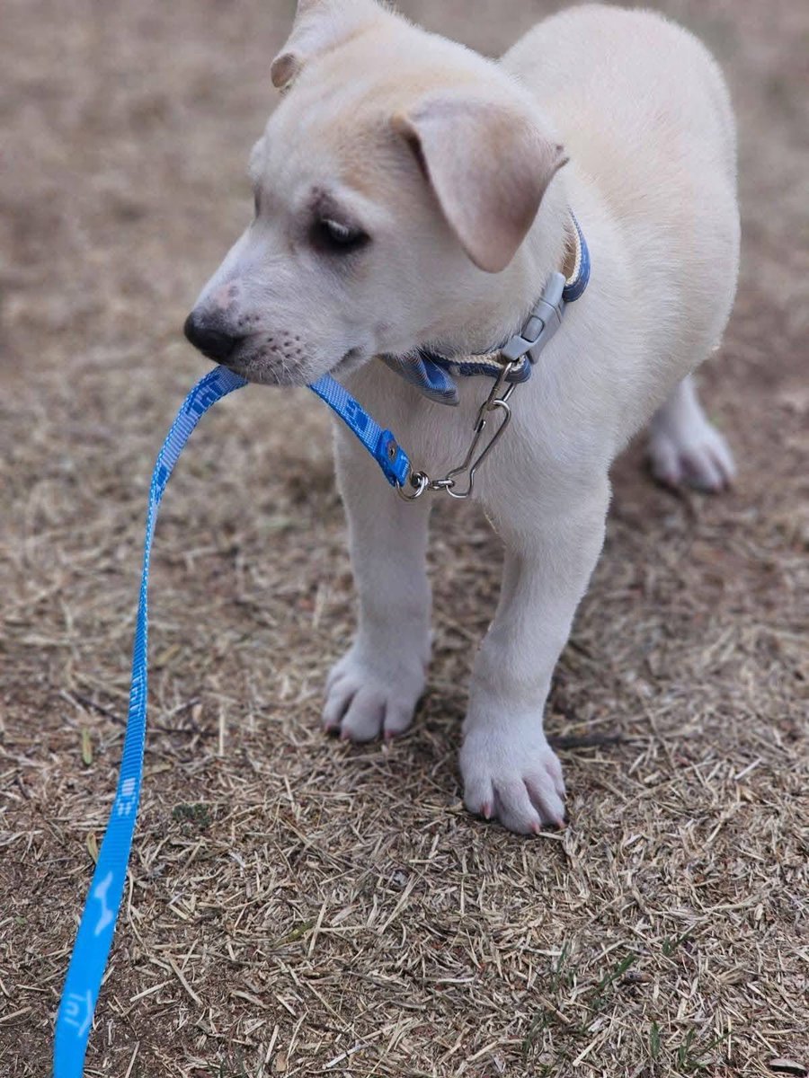 🟢 ¿ME ADOPTAS?
¡Me llamo Romeo! Conoce más 👇🏻

♂️ Macho | 2 meses
✴️ Talla mediana
✅ Desparasitado y vacunada
💟 Convive con perritos
🇲🇽 Adopción en CDMX y Edomex

☎️ ¿Me llevas a casita?
@Huellitas esperanza Texcoco    
Wa.me/525591235992 🐾