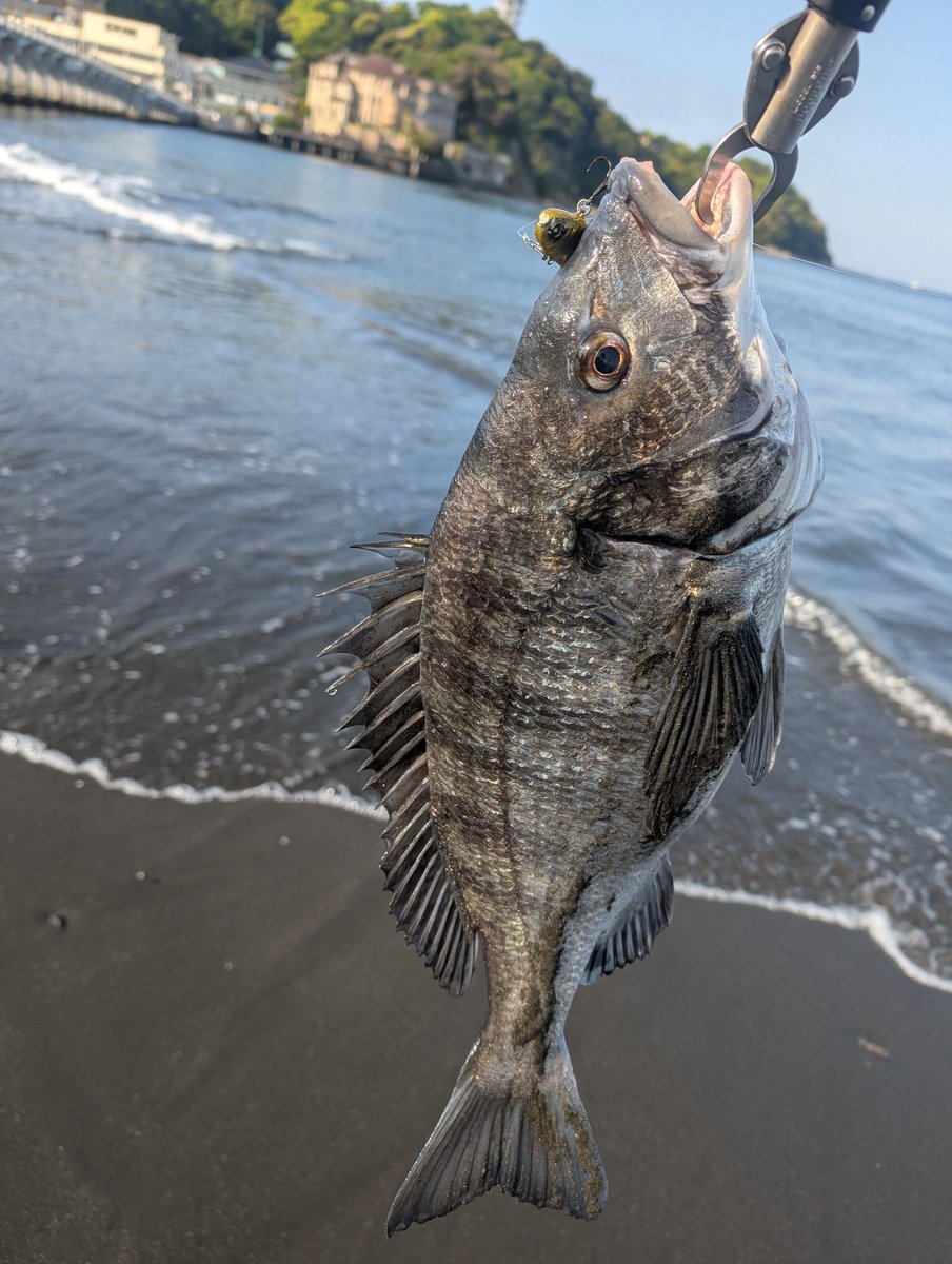 sanyouyiyi36640's tweet image. 皆様おはようございます👍今朝はソゲちゃんとクロダイさんが遊んでくれました〜👍久々に釣れて楽しかった〜👍
タックルはBC5、96MHにレボビーストX改ラインはダイソーPE1.5リーダーはDUEL.CN500の6号です👍
#Fishman #BC596MH 
＃アブビーストX改
#LEGARE #ディルモ70 
#DUO ＃バルク95F