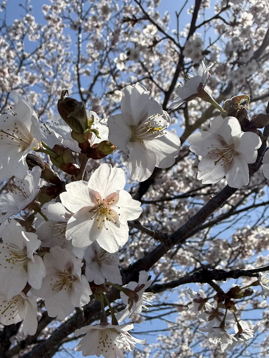 さとり tweet media