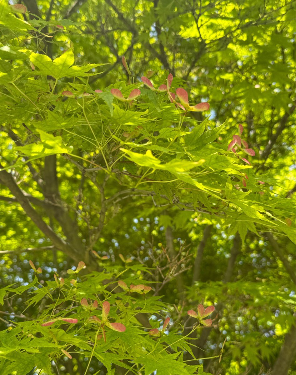 イロハモミジの実(翼果)が沢山できてました🍁プロペラみたいで可愛い♥️