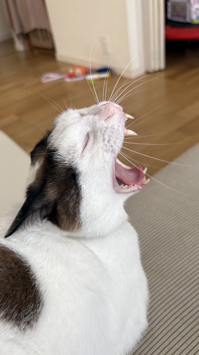 アクビ猫つくね🐾 (@tsukune216) / Posts / X