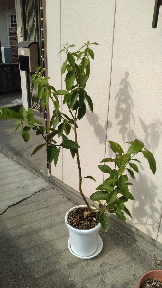 鉢上げ完了。 このまま順調に育って欲しいものです🙏