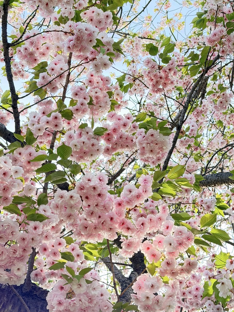 苺ﾐﾝﾄ🍓 tweet media