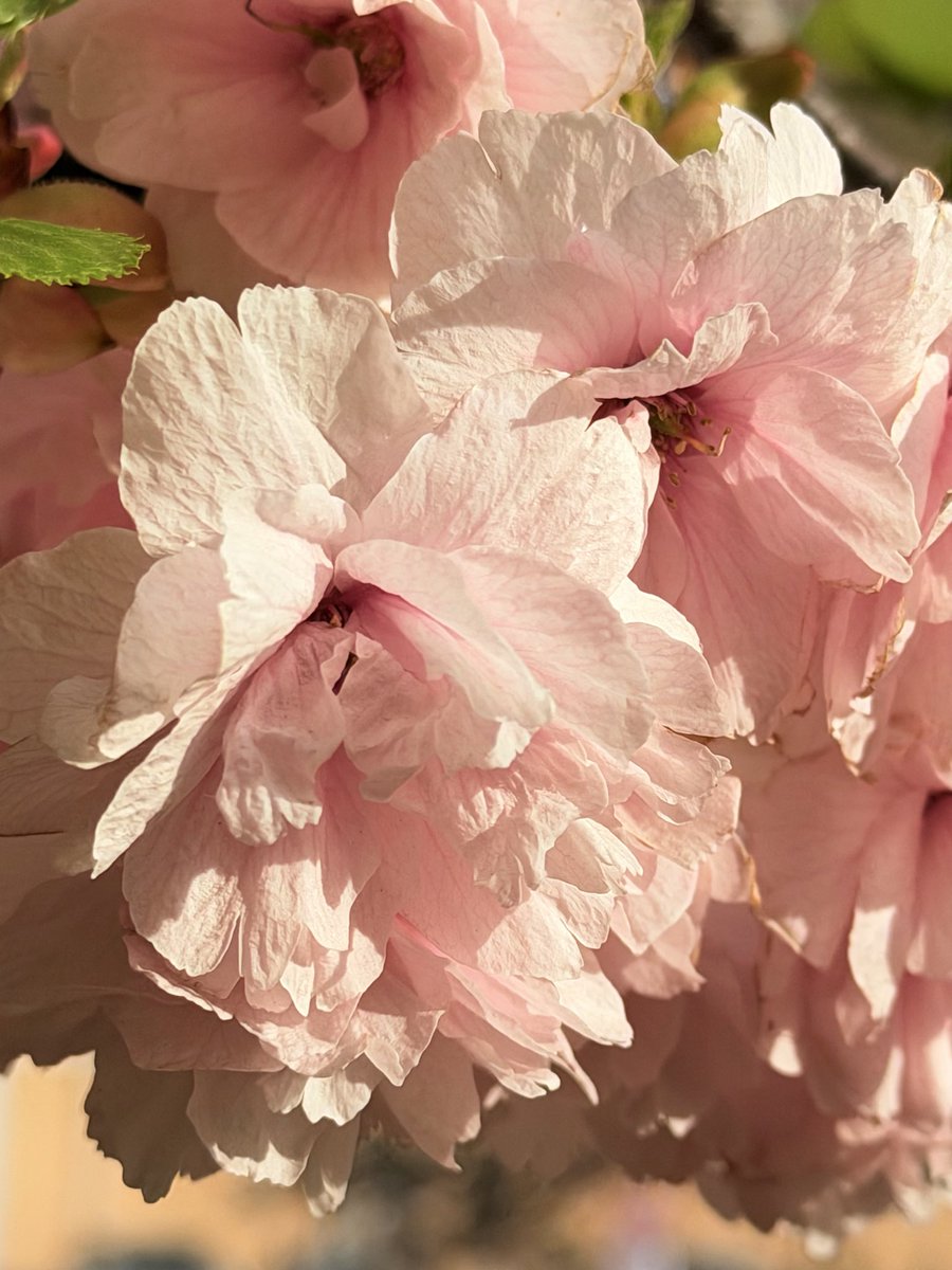 苺ﾐﾝﾄ🍓 tweet media