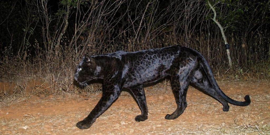 ParveenKaswan's tweet image. #Bagheera straight from the jungle book.

A black #panther (melanistic #leopard) has been camera-trapped in the #Sahyadri #Tiger Reserve. 

Rosettes are shining on the skin. In India, a black panther is a melanistic variant of the common leopard (Panthera pardus). These animals