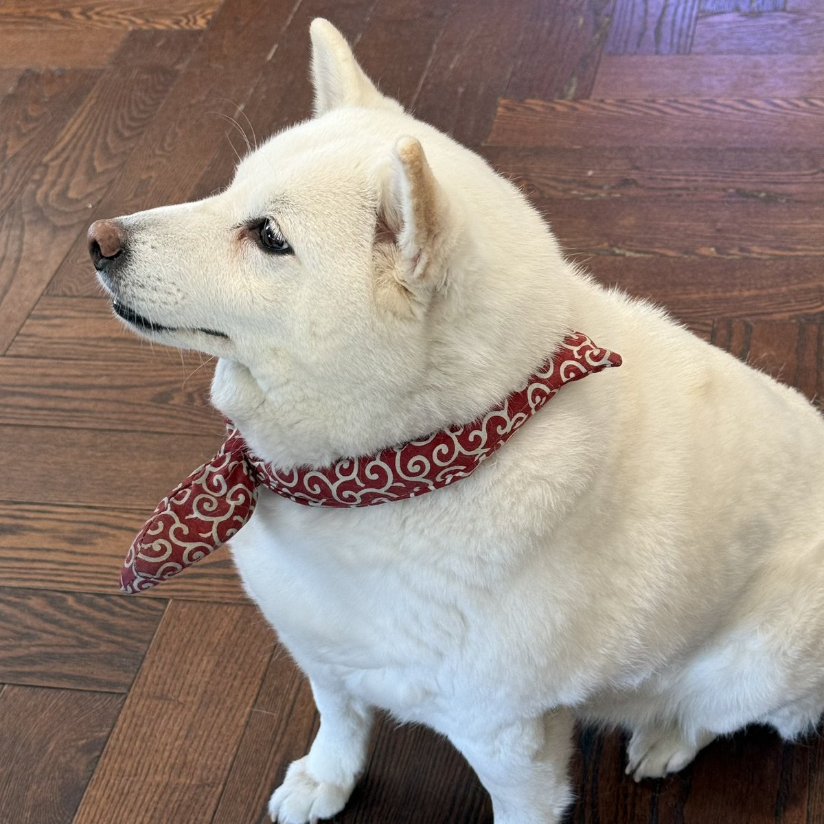 작탁전문대학교 tweet media